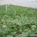 华县下庙任建虎6月花皮无籽西瓜