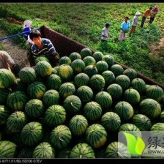 大荔范家蔡铭超6月京欣西瓜