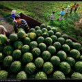 大荔范家蔡铭超6月京欣西瓜