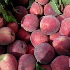 临猗孙吉王海英6月春雪蜜蜜桃