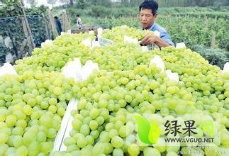 青提葡萄上市价格