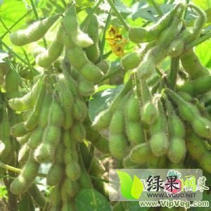 2015年江苏铜山毛豆价格
