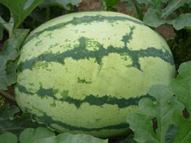 大荔西瓜逐渐升温,范家贺正民诚信合作