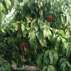 大荔范家贺正民6月中油5号油桃