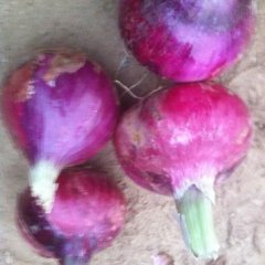 山东安丘红皮洋葱口感爽口