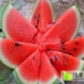 2015睢阳西瓜走过路过不要错过