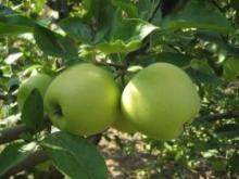 陕西藤木苹果基地早熟苹果产地直供