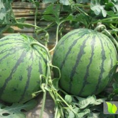 华县西瓜名扬天下,赤水罗春侠诚信合作