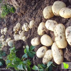 2015惠民土豆马上上市