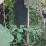 2015清苑冬瓜走过路过不要错过