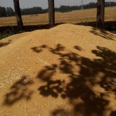 2015夏邑小麦俏销大江南北