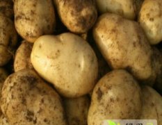 2015肥城土豆收购工作全面开展