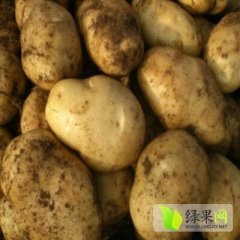 2015肥城土豆收购工作全面开展