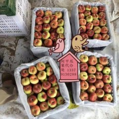 大荔安仁何平6月蟠桃蜜桃