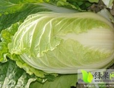 2015围场白菜值得出手