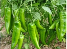 凌海右卫金鑫6月金牛角辣椒
