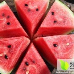 凌海右卫金鑫6月京欣西瓜