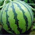 陕西大荔京欣西瓜价格适宜