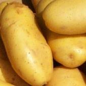 山东泗水荷兰十五土豆著名品牌
