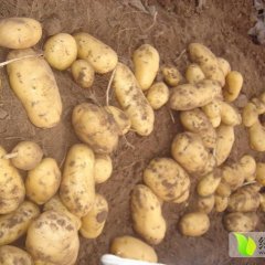 滦县土豆上货量大小马许克增诚信合作