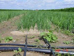 2015吉林毛葱现在订货