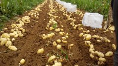 河南开封荷兰十五土豆营养丰富