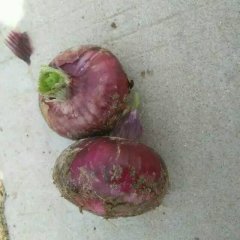 金乡洋葱名优产品,鸡黍申海兵诚信合作