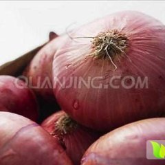 金乡鸡黍李龙6月红皮洋葱