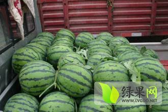 陕西大荔京欣西瓜价格便宜了