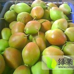 2015大荔胎里红梨价格开始订货