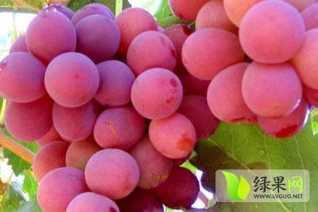 2015年陕西大荔夏黑葡萄价格