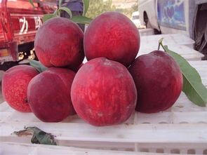 山东费县春雪蜜桃欢迎合作