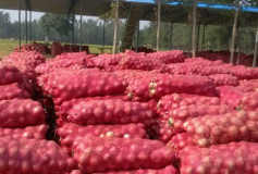 辽宁葫芦岛高桥洋葱50-80火爆招商中高桥候志强