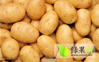 辽宁葫芦岛南票高桥赵腾土豆荷兰十五6月25日上