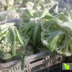 沛县菜花假一赔十河口魏彬诚信合作