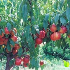 山西运城中油5号油桃