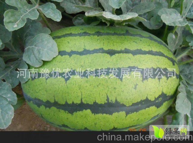 2015年河南睢阳冠龙价格