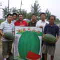 现在龙卷风大量上市