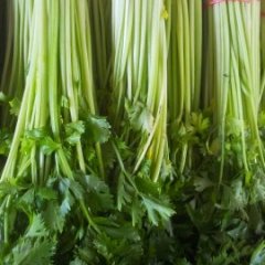 东昌府于集姚云贵1月法国皇后芹菜