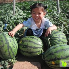 李明牌补肾西瓜