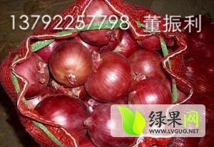 惠民李庄6月红皮洋葱
