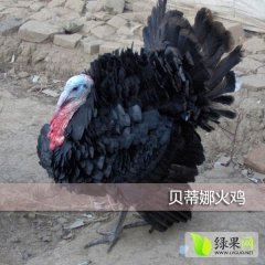 乡旮旯 供应 火鸡 贝蒂娜火鸡 贝蒂娜火鸡苗