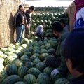 辽宁小梁山地雷西瓜大量上市了