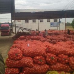 山东金乡红皮洋葱口感爽口