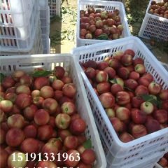 陕西大荔中油13油桃质量上乘