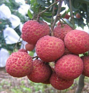 2015年广东阳西玉荷包价格
