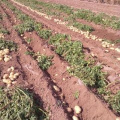 2015惠民土豆今年价格有看点