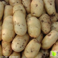 岱岳范镇赵治平6月荷兰十五土豆