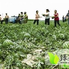 保定清苑万亩西瓜基地
