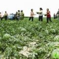 保定清苑万亩西瓜基地